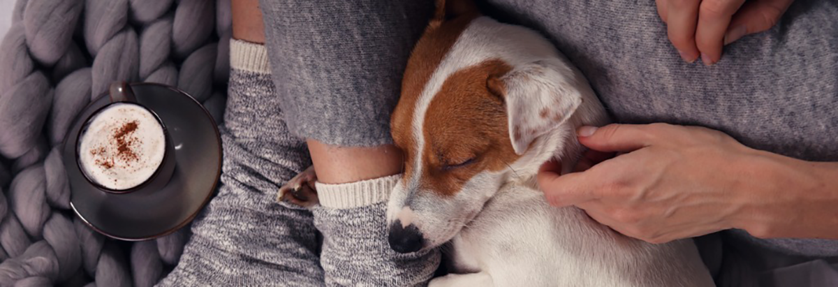Paw Pals separation anxiety treatment options photo of a dog napping with its owner